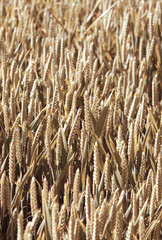 Fototapeta premium Wheat field