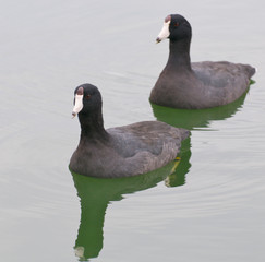Pair of American Coots, Fulica americana, swimming on green water
