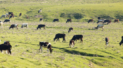 Cows graze on pasture on nature