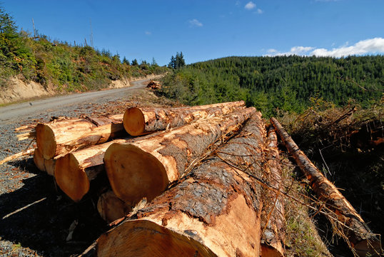 Southern Oregon fallen trees reader for transport to the saw mill.