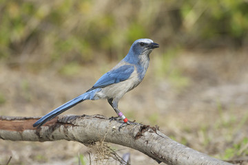 Endangered Scrub Jay