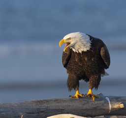 Bald eagle screaming on log waiting for food in Homer, Alaska