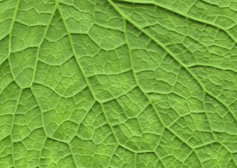 Closeup of green leaf