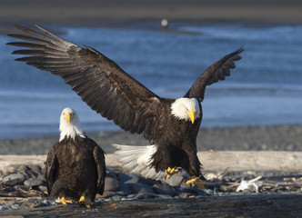 Bald eagle approaches log with wings outstretched as prepares to land