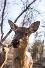 Deer in the park on nature in winter