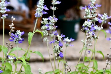 Purple Salvia and Fly