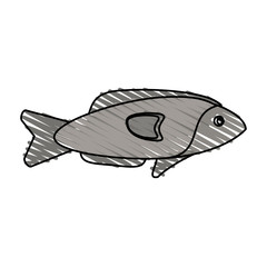 color crayon stripe fish aquatic animal vector illustration