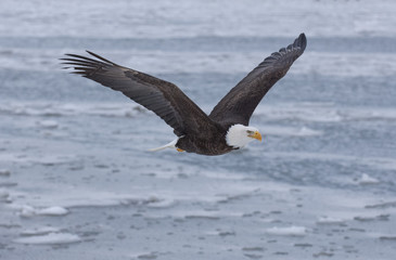 Bald eagle flying over the bay in Homer, Alaska