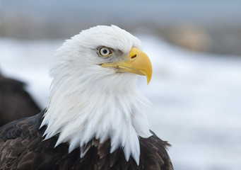 Bald eagle portrait in  Homer, Alaska