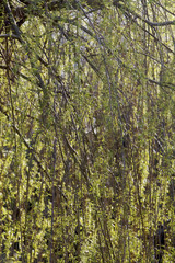 Willow branches