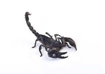Scorpion isolated on white background