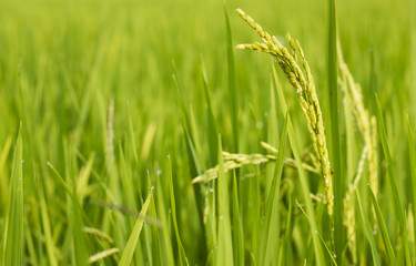 rice field in north Thailand, nature food landscape background