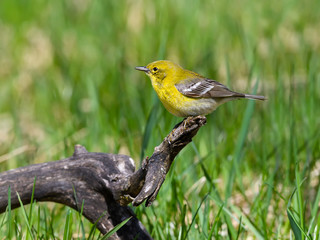 Pine Warbler in Spring