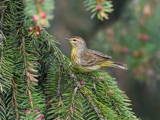 Palm Warbler Perched on Pine Tree