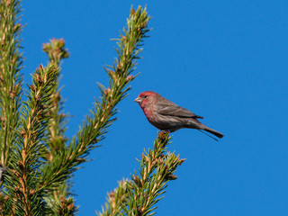 Male house finch Perched on Pine Tree on Blue Sky