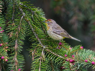 Palm Warbler Perched on Pine Tree