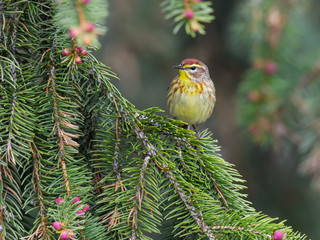Palm Warbler Perched on Pine Tree