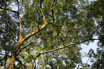 Obraz premium Trees