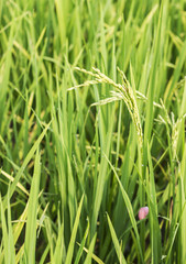 rice field in north Thailand, nature food landscape background