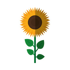 beautiful sunflower icon over white background. colorful design. vector illustration