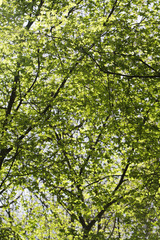 Fototapeta premium Trees