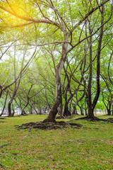 Fototapeta premium green leaves of banyan tree root and texture of bark