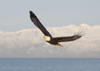 Bald eagle flying with blue sky over the bay at Homer Alaska