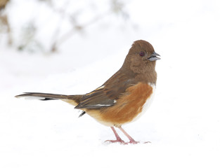 Eastern Towhee