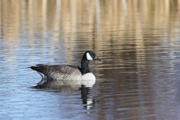 Canada goose floating on water at National Elk Refuge