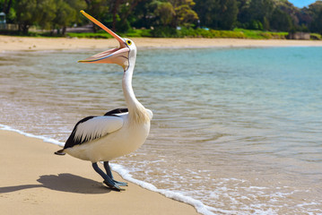 Pelican on the beach