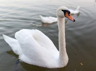 Fototapeta premium Swan in a pond in nature