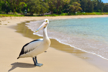 Pelican on the beach