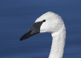 Trumpeter swan portrait with blue pond in the background