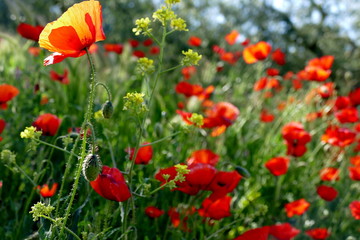 Blume des Jahres 2017: Klatschmohn