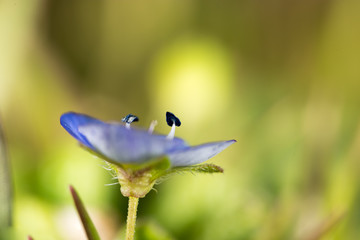 Beautiful little blue flower on nature