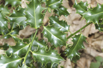 Holly plant