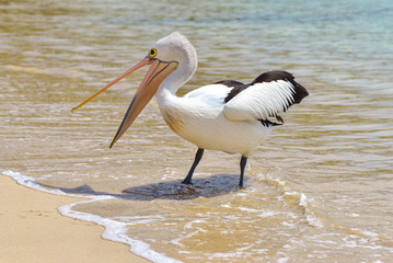 Pelican on the beach