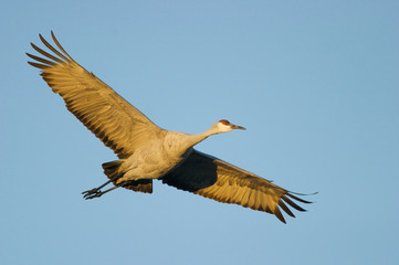 Obraz premium SandHill Crane