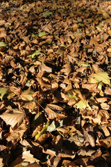 Fallen leaves