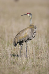 SandHill Crane