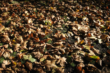 Fallen leaves