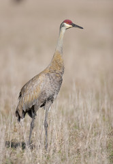 SandHill Crane