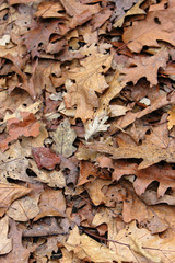 Fallen leaves