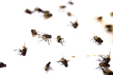 Selected focus close up fly caught on sticky glue