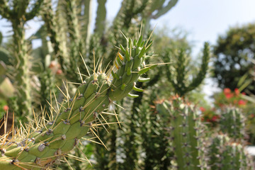 Cactus on bright day