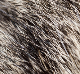 Hair on the cat as a background