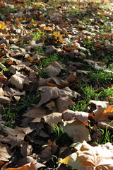 Fallen leaves