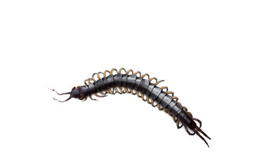 Dead poisonous centipede isolated
