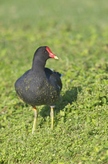 Common Moorhen