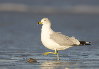 Fototapeta premium Herring Gull, Larus delawarensis argentatus